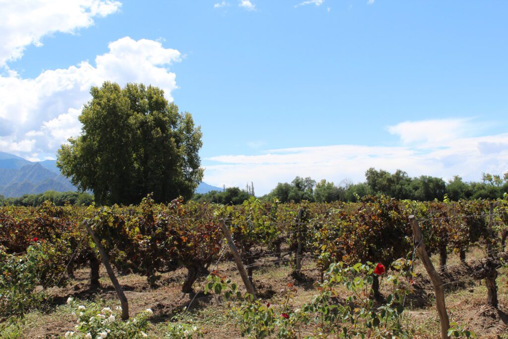 ruta del vino de altura en argentina