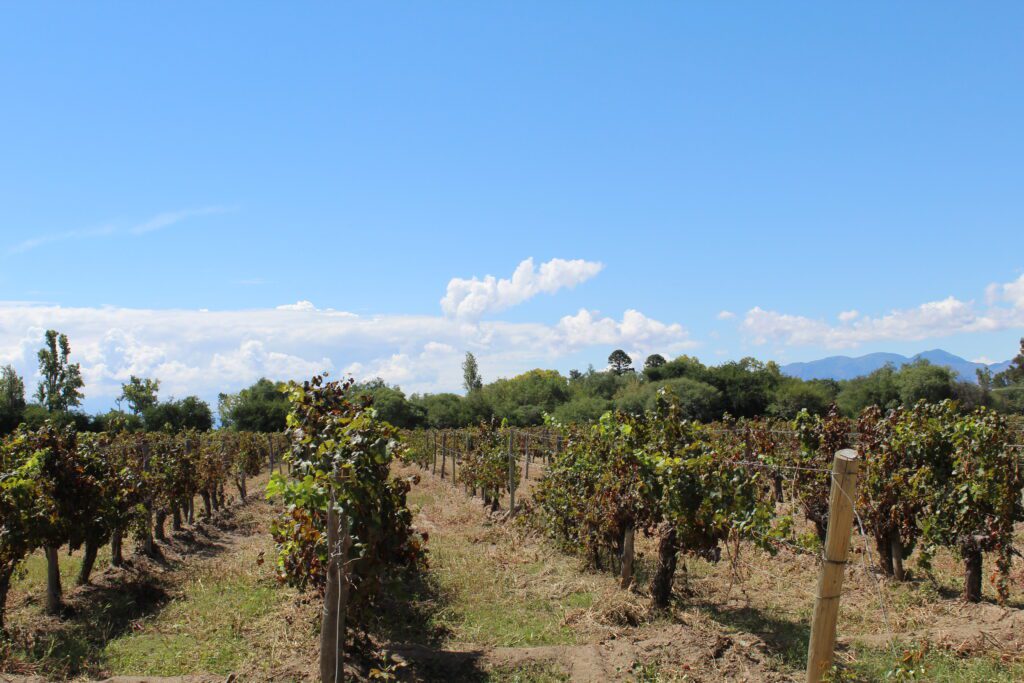 plantaciones de vid en el norte argentino